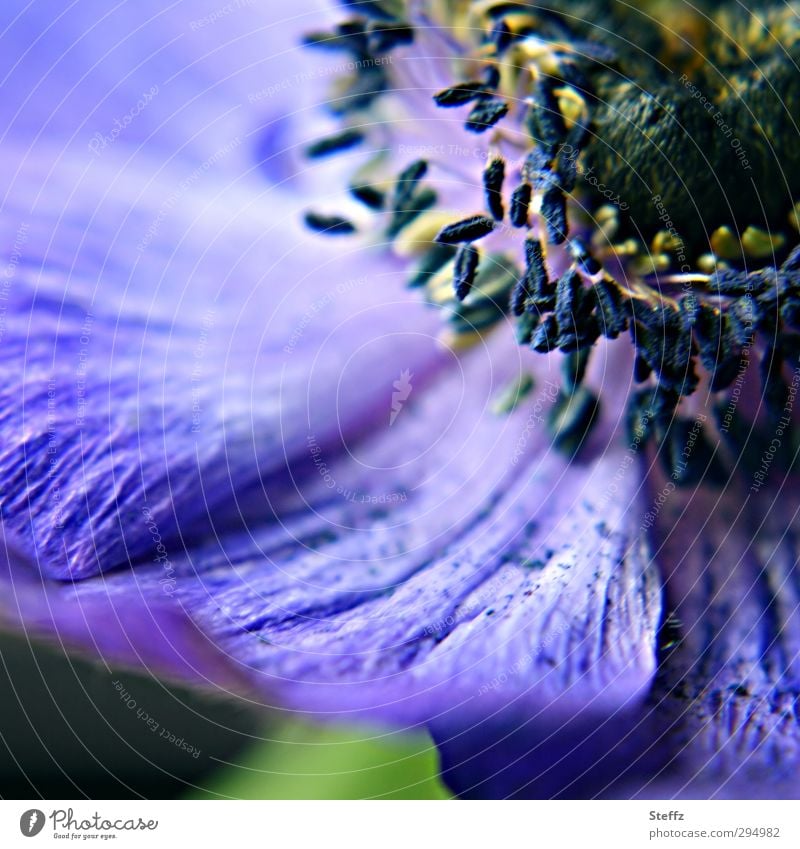 blauviolette Anemone Anemonen anders außergewöhnlich Blütenblätter romantisch blühende Anemone Blütenblatt Frühlingsblume Blume Blühend nah