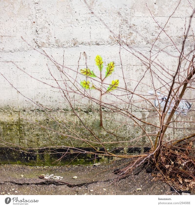 ut köln | clouth | vorbildfunktion. Haus Garten Gartenarbeit Umwelt Natur Landschaft Pflanze Erde Baum Sträucher Grünpflanze Park Stadt Industrieanlage Fabrik