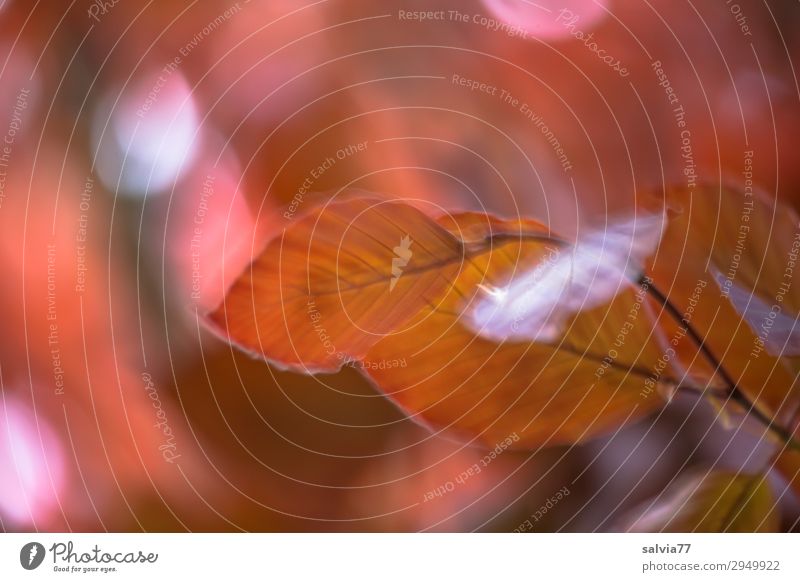 der Herbst rückt näher Umwelt Natur Pflanze Baum Blatt Herbstfärbung Buchenblatt Zweige u. Äste Park Wald Bewegung Wandel & Veränderung Farbfoto Nahaufnahme