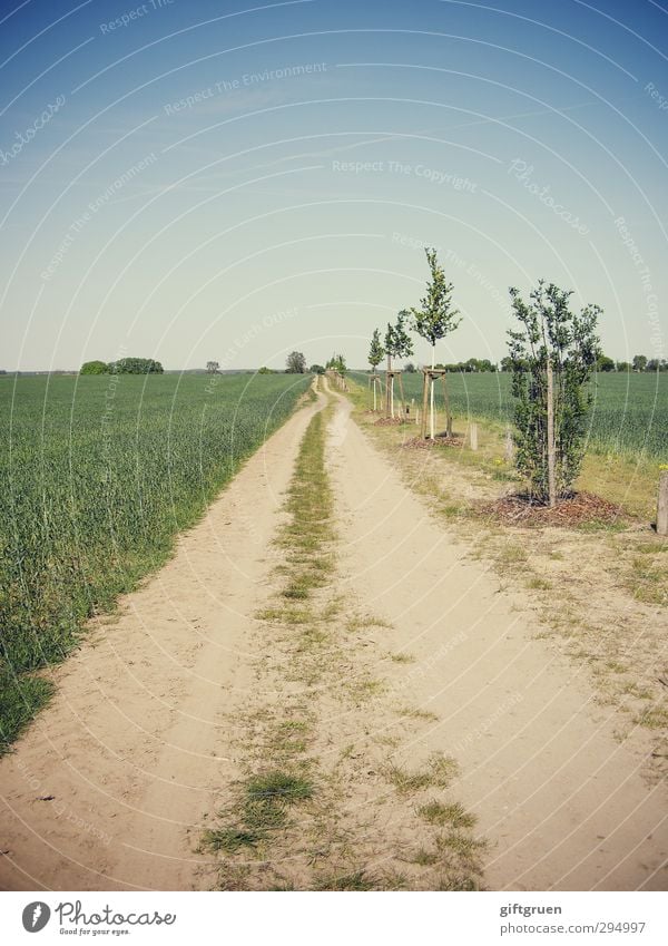 700 * long way to go Umwelt Natur Landschaft Urelemente Erde Himmel Wolkenloser Himmel Horizont Sonne Sommer Schönes Wetter Pflanze Baum Gras Nutzpflanze Feld