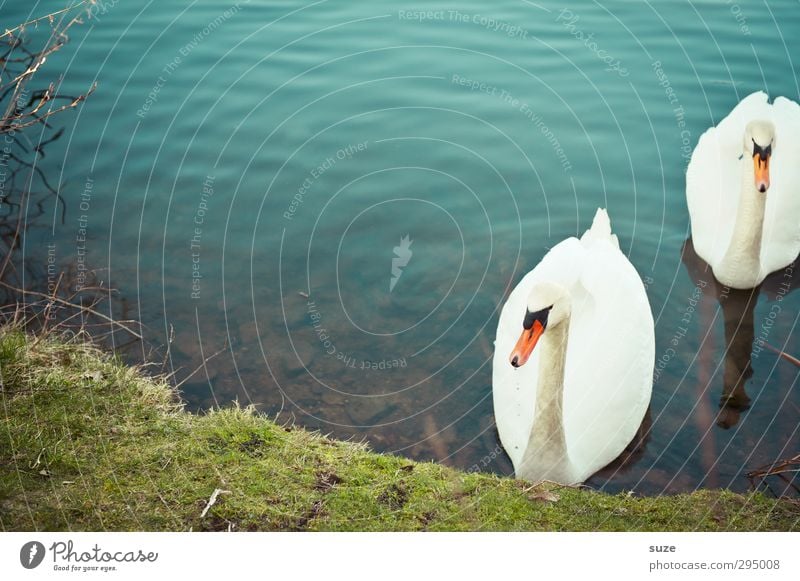 Heimkehr schön Umwelt Natur Tier Wasser Gras Wiese Seeufer Wildtier Vogel Schwan 2 Tierpaar Brunft beobachten ästhetisch blau grün weiß Stimmung Feder