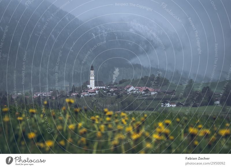 Löwenzahnfeld über Nesselwang Berge u. Gebirge Natur Landschaft Pflanze Wolken Nebel Blume Wiese Alpen Deutschland Dorf Menschenleer Kirche Allgäu Bayern