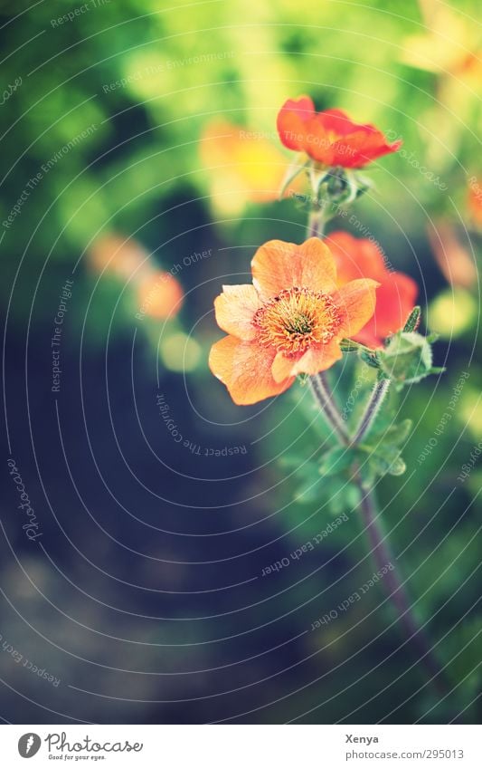 Orange und Grün Pflanze Blume Blatt Blüte Blühend grün orange Zufriedenheit Schönes Wetter natürlich Lebensfreude schön Frühlingsgefühle Farbe Gefühle Wachstum