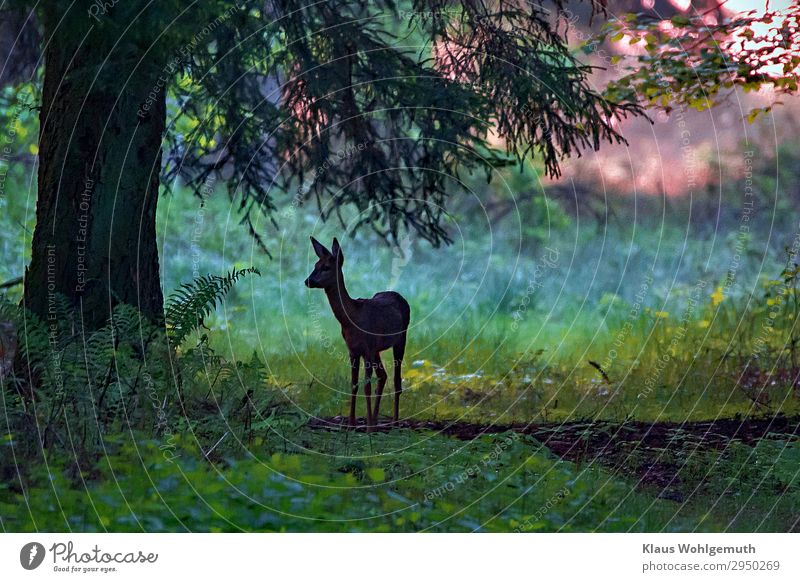 Im Morgengrauen Umwelt Natur Sommer Herbst Baum Farn Wurmfarn Wald Wildtier Tiergesicht Fell Reh 1 beobachten stehen ästhetisch wild blau grün Frieden ruhig