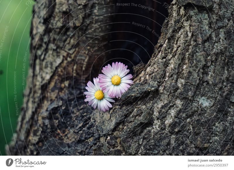 Gänseblumenpflanze auf dem Stamm in der Natur Korbblütengewächs Gänseblümchen Blume weiß Blütenblatt Pflanze Garten geblümt Dekoration & Verzierung Romantik