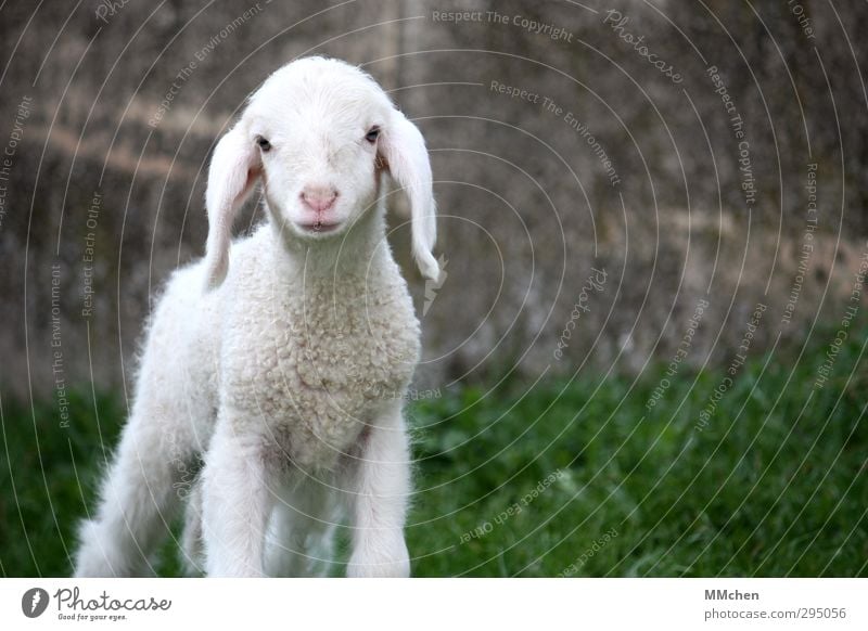 :) Fleisch Bioprodukte Landwirtschaft Forstwirtschaft Natur Frühling Sommer Gras Wiese Tier Haustier Nutztier Tiergesicht Lamm Schaf 1 Tierjunges beobachten