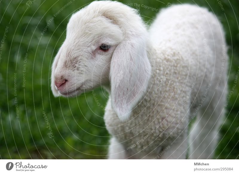 :)) Ernährung Natur Frühling Wiese Tier Streichelzoo Schaf Lamm 1 Tierjunges füttern Wachstum Fröhlichkeit grün weiß Fleisch Fell Ohr niedlich Hängeohr Frieden