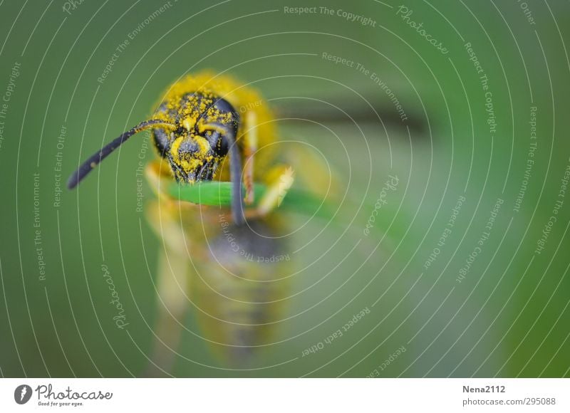 Erschöpft Umwelt Natur Tier Frühling Gras Garten Wiese Feld Nutztier Tiergesicht 1 Erholung hängen gelb grün Biene Wespen Erschöpfung Müdigkeit Pollen