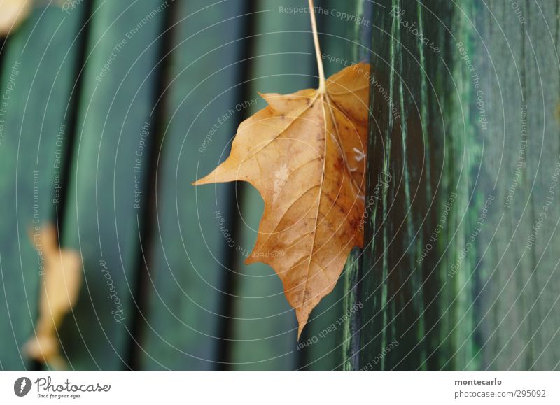 Platzhalter Umwelt Natur Pflanze Herbst Blatt Grünpflanze Wildpflanze Holz Bank dünn authentisch einfach trist trocken braun grün Farbfoto mehrfarbig