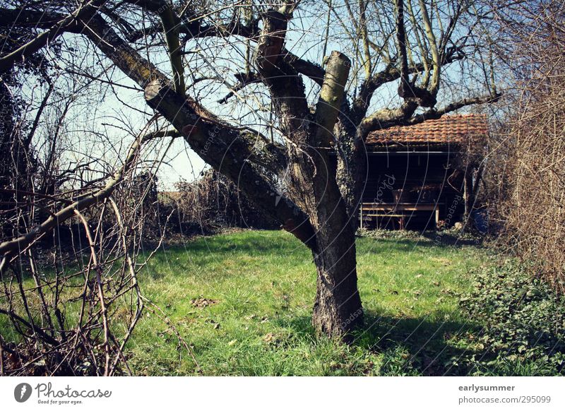 Frühling im Schrebergarten Wohlgefühl Erholung Freizeit & Hobby Sommer Garten Erntedankfest Spaziergang Gartenarbeit Umwelt Natur Himmel Schönes Wetter Baum