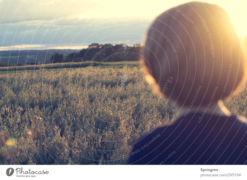 ausBLICK ruhig Natur Sonne Sonnenaufgang Sonnenuntergang Sonnenlicht Sommer Getreidefeld Feld entdecken Erholung Freundlichkeit Unendlichkeit gelb gold