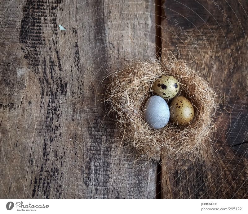 kuckucksei Natur Tier Urelemente Erde Gras Wildtier Holz Partnerschaft Identität Sinnesorgane planen Irritation Wachstum feminin Häusliches Leben Ei Kuckuck