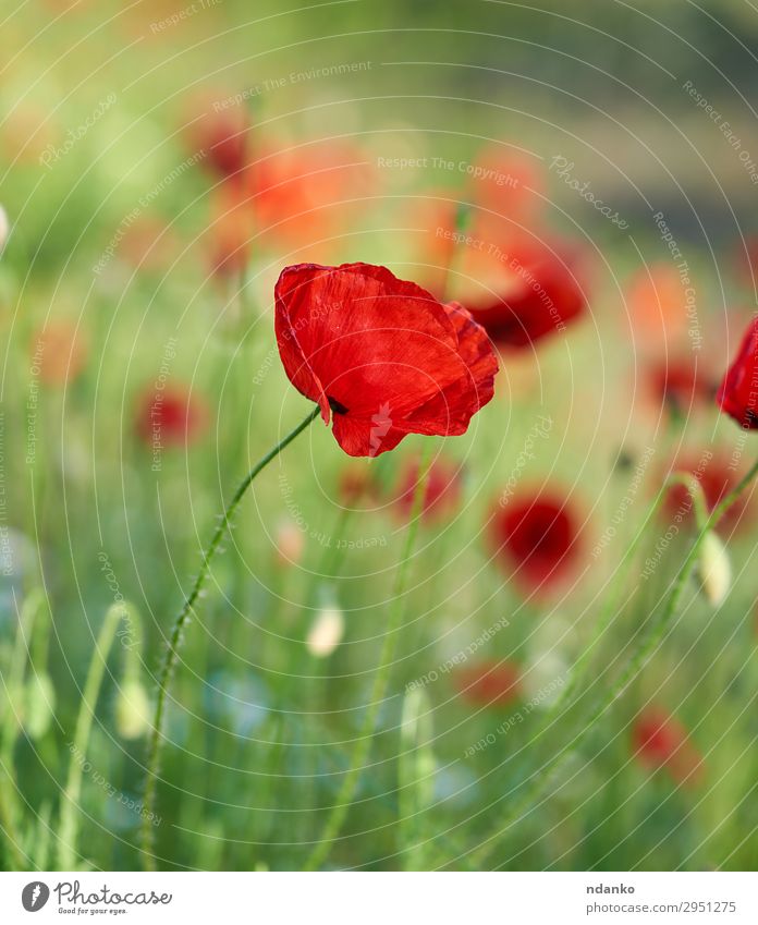 blühender roter Mohn auf einem Feld Sommer Natur Landschaft Pflanze Blume Gras Blüte Wiese Blühend frisch natürlich wild grün Beautyfotografie Frühling geblümt