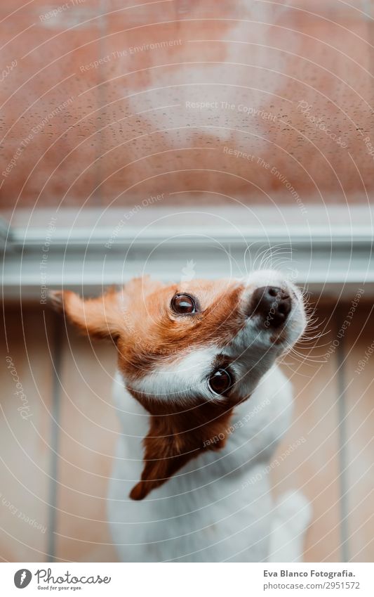 süßer kleiner Hund sitzt am Fenster. Regentag Lifestyle schön Winter Haus Raum Tier Wassertropfen Wolken Gewitterwolken Frühling Herbst Wetter Haustier 1