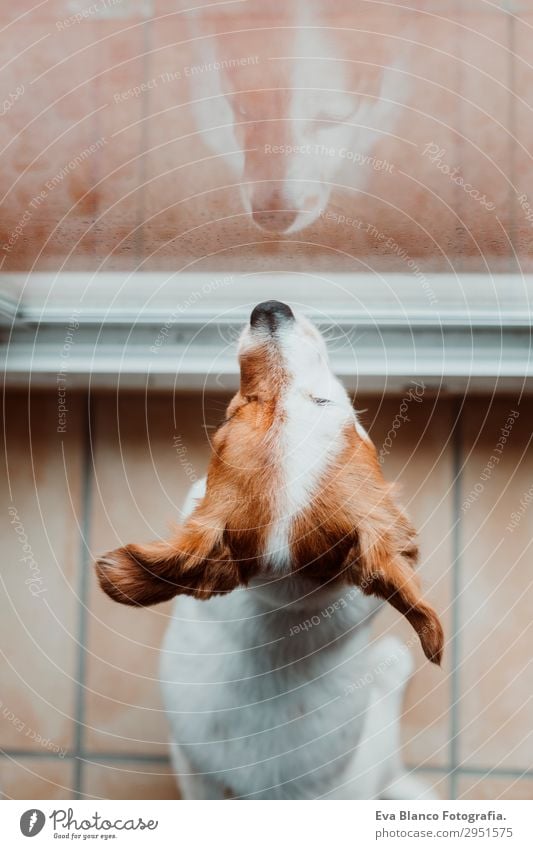 süßer kleiner Hund sitzt am Fenster. Regentag Lifestyle schön Winter Haus Raum Tier Wassertropfen Wolken Gewitterwolken Frühling Herbst Wetter Haustier 1