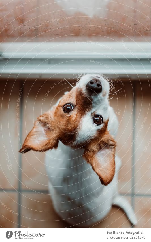 süßer kleiner Hund sitzt am Fenster. Regentag Lifestyle schön Winter Haus Raum Tier Wassertropfen Wolken Gewitterwolken Frühling Herbst Wetter Haustier 1