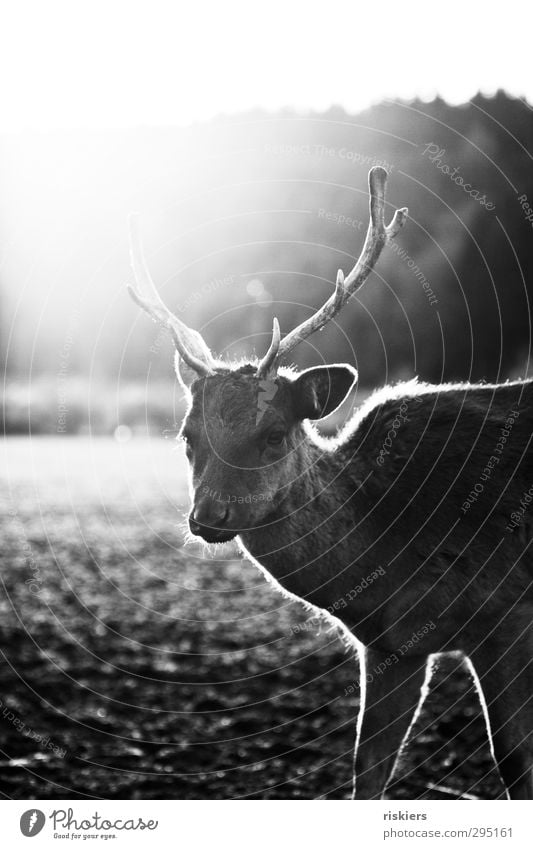 glowing deer Natur Sonne Sonnenaufgang Sonnenuntergang Sonnenlicht Frühling Herbst Wiese Feld Wildtier Hirsch 1 Tier glänzend Blick warten außergewöhnlich