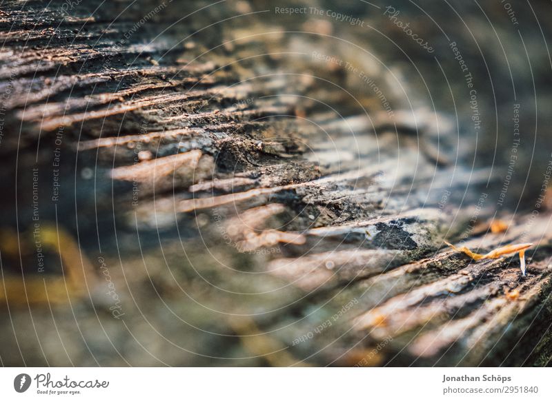 Baumstamm Textur Natur Landschaft Pflanze Frühling Wald Wachstum grün Mai Sachsen Strukturen & Formen Baumrinde Holz Hintergrundbild Farbfoto Außenaufnahme