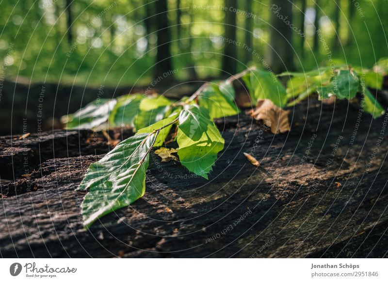 Blätter auf einem Baumstamm im Wald Natur Landschaft Pflanze Frühling Wachstum grün Mai Sachsen Sonnenstrahlen Blatt Zweig Licht Naturschutzgebiet Umweltschutz