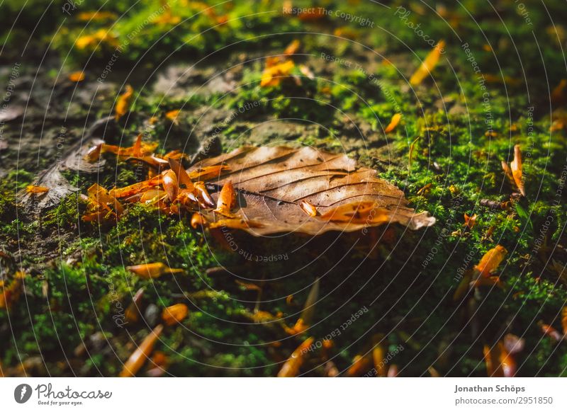 Laubblatt auf Moos im Wald Natur Landschaft Pflanze Frühling Wachstum grün Sachsen Herbst Herbstlaub Nahaufnahme Makroaufnahme Waldboden Boden Detailaufnahme