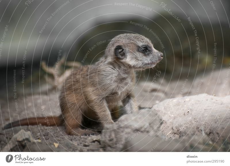 cute Tier Wildtier Krallen Zoo Erdmännchen 1 Tierjunges Blick sitzen warten frech kuschlig klein niedlich Natur Außenaufnahme Menschenleer Tag