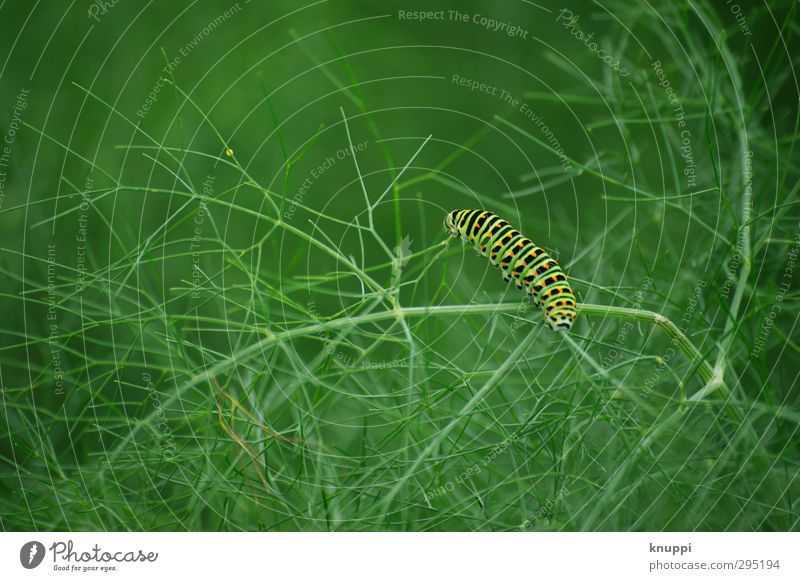 die kleine Raupe Nimmersatt Natur Pflanze Tier Sonnenlicht Frühling Sommer Schönes Wetter Blatt Grünpflanze Fenchel Garten Wildtier Schmetterling Insekt 1