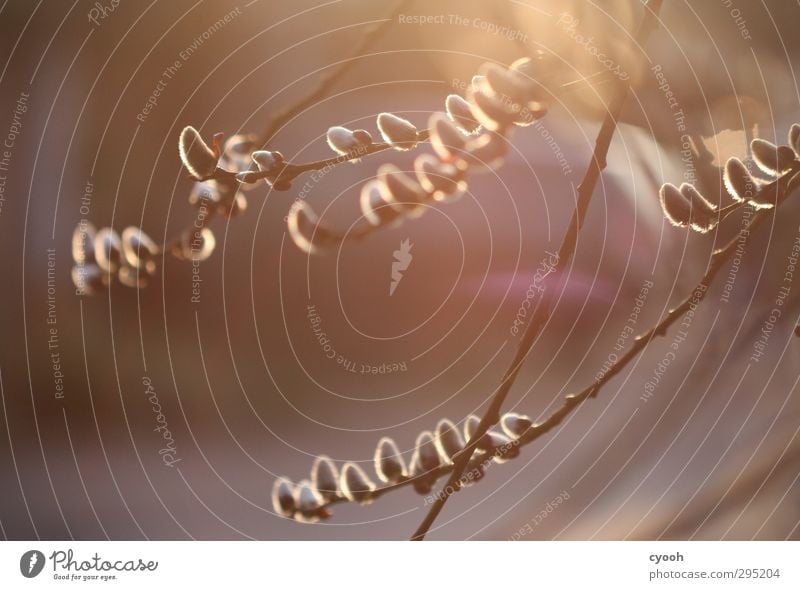 Sehnsucht nach Wärme Natur Pflanze Sonnenlicht Frühling Schönes Wetter Baum Garten Park Blühend leuchten träumen Wachstum warten frisch neu weich gold