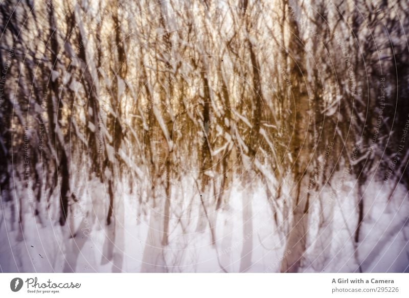 Pinhole Wald Umwelt Natur Landschaft Pflanze Winter Baum ästhetisch einzigartig wild Doppelbelichtung Gedeckte Farben Außenaufnahme Experiment abstrakt