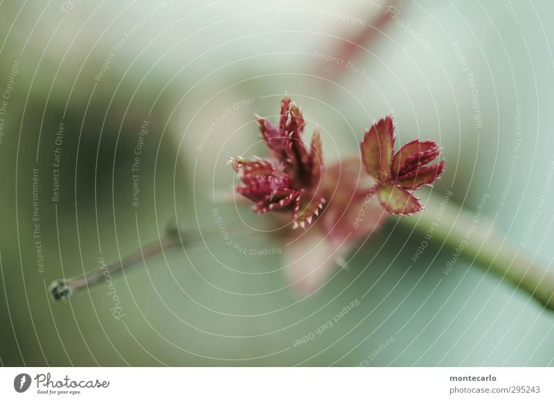 Frühling basteln..... Umwelt Natur Pflanze Baum Sträucher Blatt Grünpflanze Wildpflanze Blühend Wachstum dünn authentisch klein natürlich Spitze grün rot