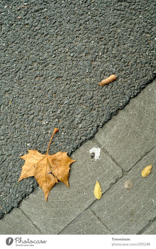 Arrangschemang. Blatt Straße liegen einfach gelb grau Stimmung Gelassenheit beobachten Kaugummi Vogelkot Linie Straßenbelag welk Asphalt Ahornblatt Farbfoto