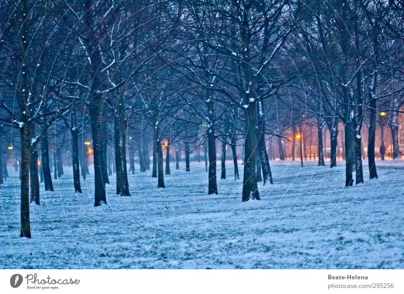 Jede/r hat seine guten Seiten ... Natur Landschaft Wetter Schnee Baum Wald Prater Wien Stadtzentrum atmen beobachten gehen leuchten authentisch blau gelb