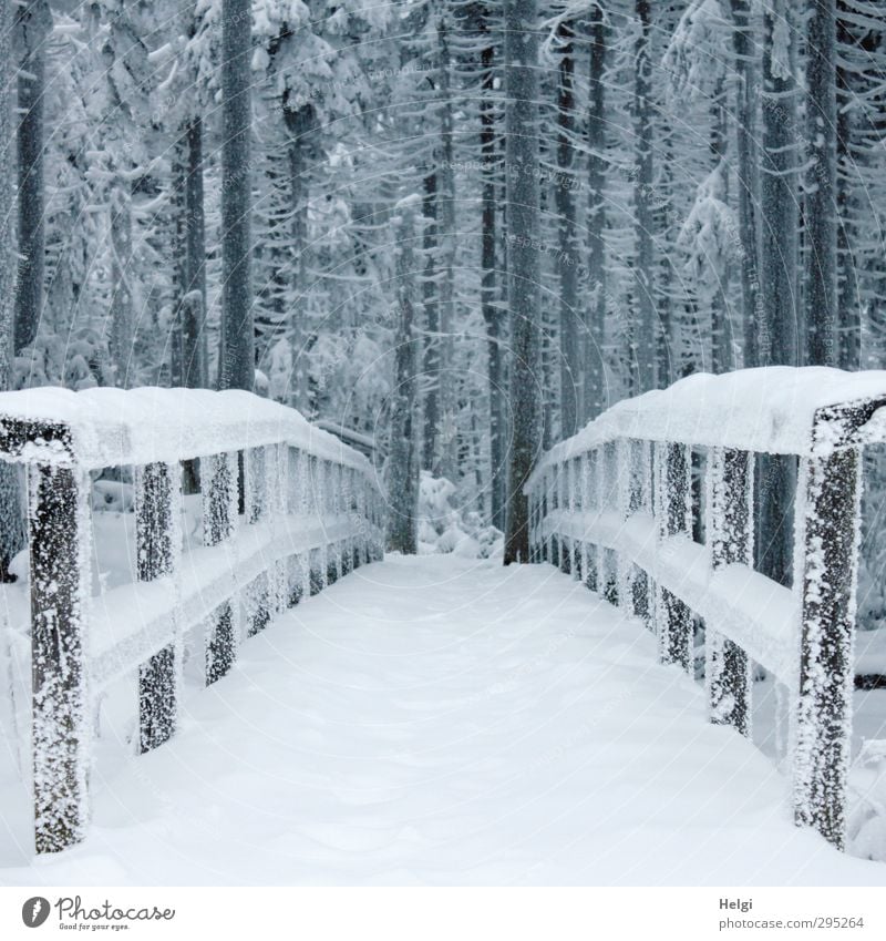 700 | Übergang... Ferien & Urlaub & Reisen Tourismus Ausflug Winter Schnee Winterurlaub Berge u. Gebirge wandern Harz Brocken Umwelt Natur Landschaft Eis Frost