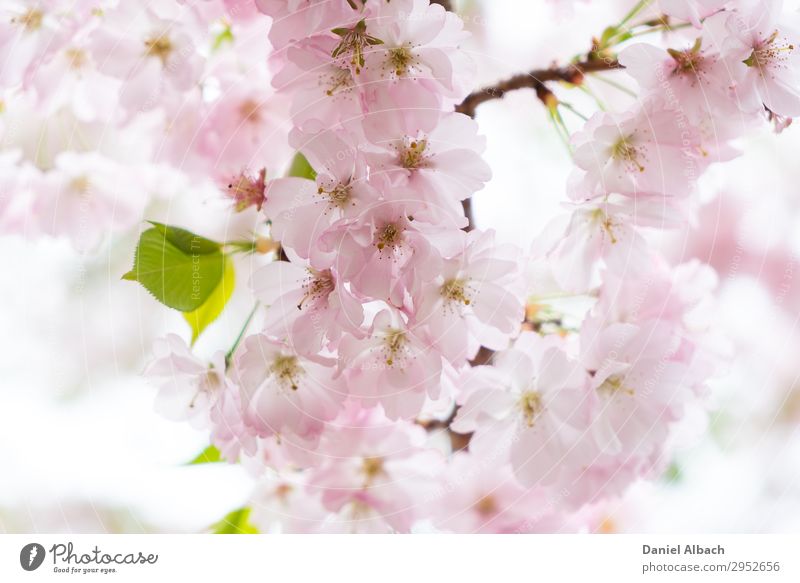 Blossom of a cherry tree. Natur Pflanze Baum Blüte Kirschbaum weich rosa blossom April Hintergrundbild bloom natural Kirschblüten close garden blossoming petal