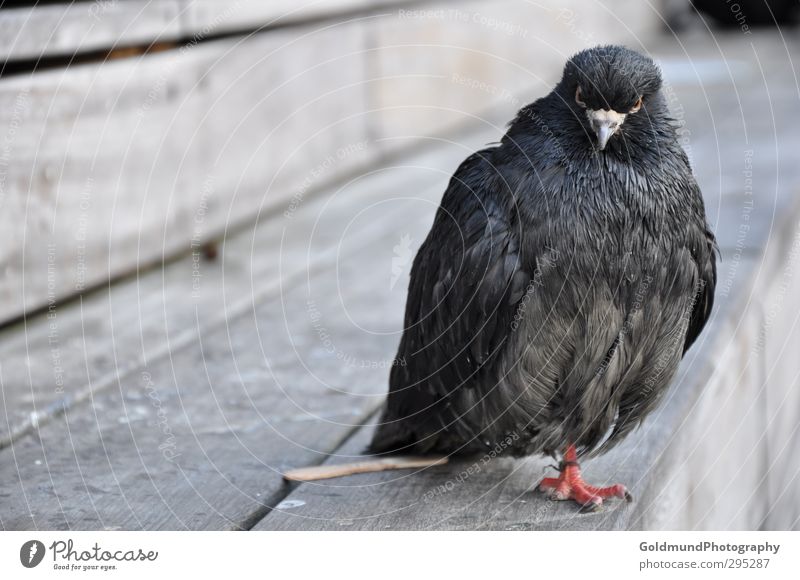 Taubenpirat Kunst Zoo Natur Tier Luft Stadt Haustier Nutztier Wildtier Vogel Tiergesicht Flügel Fell Krallen 1 beobachten fliegen frieren Willensstärke Romantik