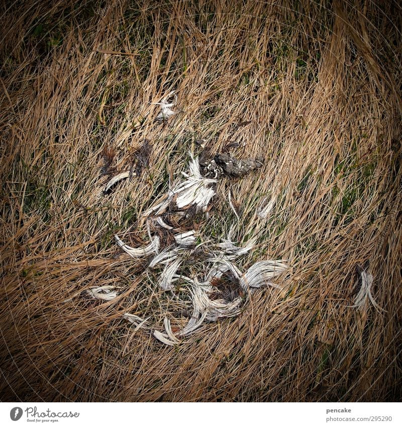 spurensuche Natur Tier Erde Frühling Winter Eis Frost Dürre Gras Zeichen Stimmung Macht Opferbereitschaft Appetit & Hunger Schmerz Gewalt Fell tierisch