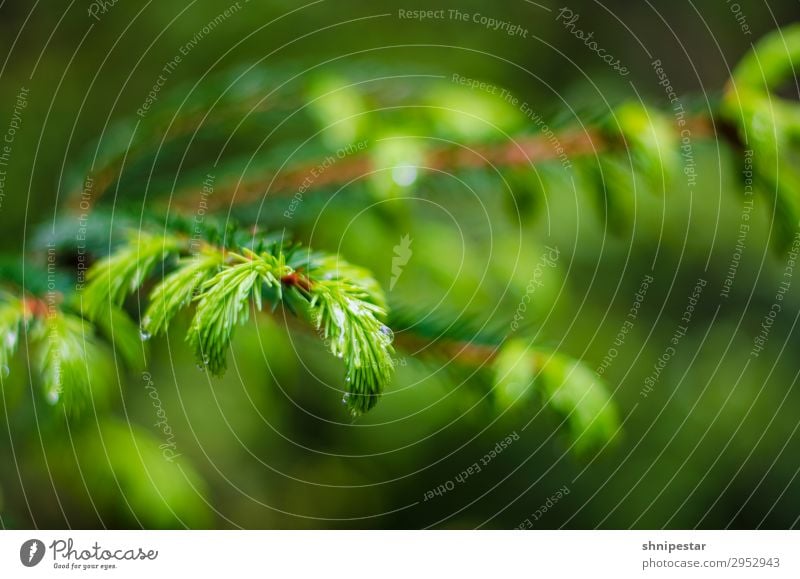 Zarte Natur Umwelt Landschaft Pflanze Urelemente Wasser Frühling Sommer Regen Baum Nadelbaum Nadelwald Wald Oybin Menschenleer entdecken Gesundheit nachhaltig