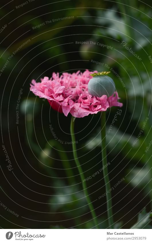 Mohnblume mit unscharfem Hintergrund. Kräuter & Gewürze Bioprodukte Vegetarische Ernährung schön Sommer Sonne Garten Umwelt Natur Pflanze Blume Blatt Blüte