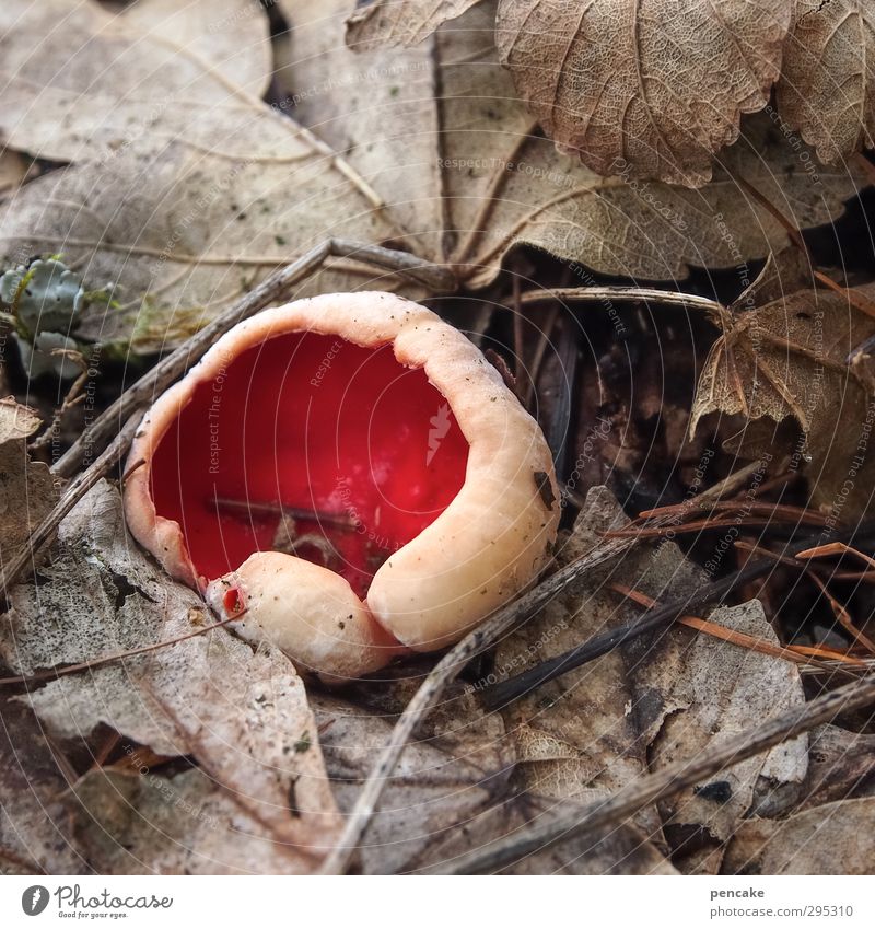 zinnoberroter kelchbecherling Natur Pflanze Tier Urelemente Erde Frühling Eis Frost Zeichen außergewöhnlich schön verrückt Pilz Becher Kelch scharlachrot