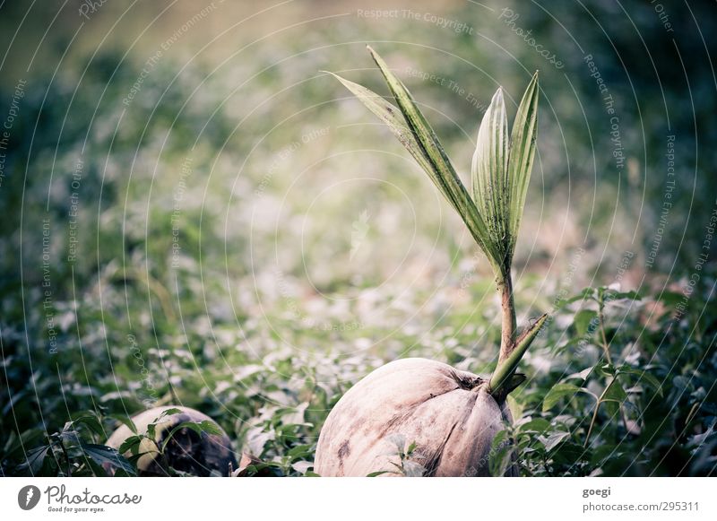 von Nüssen und Trieben Natur Pflanze Baum Gras Sträucher Blatt Nutzpflanze exotisch Kokosnuss Kokospalme Kokosplantage Wachstum klein natürlich braun grün