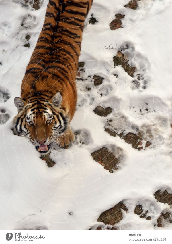 Mieze Tier Wildtier Tiergesicht Fell Pfote Fährte 1 braun weiß Maul Reisszahn Appetit Spurensuche Farbfoto Außenaufnahme Menschenleer Tag Blick