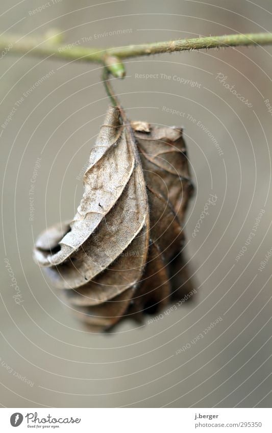 letzter Herbst Natur Pflanze Dürre Blatt Wald hängen alt braun grau Gedeckte Farben Außenaufnahme Makroaufnahme Experiment Strukturen & Formen Tag Unschärfe