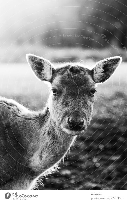 glowing deer iii Sonnenaufgang Sonnenuntergang Sonnenlicht Frühling Herbst Schönes Wetter Wiese Reh 1 Tier beobachten Blick warten Kraft Akzeptanz Vertrauen