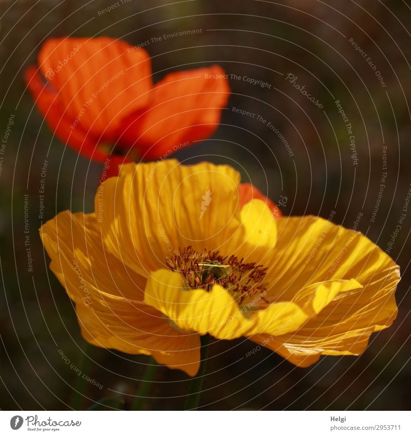 gelbe und rote aufgeblühte Mohnblüten vor dunklem Hintergrund Umwelt Natur Pflanze Frühling Schönes Wetter Blume Blüte Islandmohn Garten Blühend leuchten