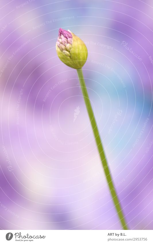 Geburt Natur Pflanze Blume Garten Gefühle Vorfreude Begeisterung Mut Tatkraft Leidenschaft Selbstbeherrschung standhaft einzigartig Außenaufnahme