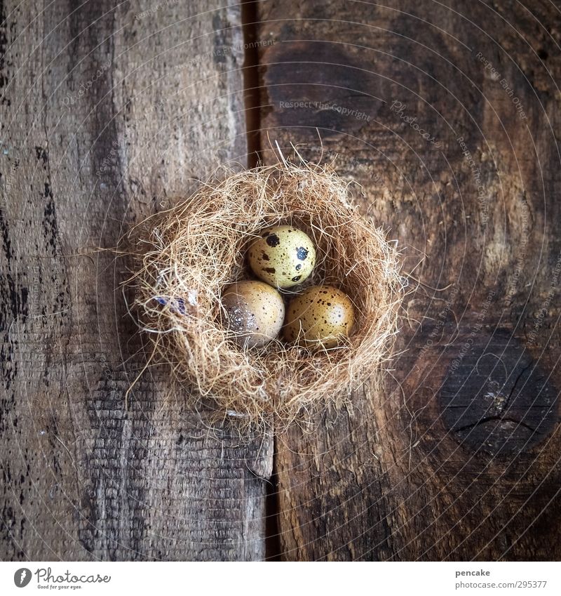 nestbaum Tier Gras Holz Zeichen Design Kultur Mittelpunkt Zukunft Zusammenhalt Ei Wachtelei Nest Nestwärme 3 Brutpflege Osternest Farbfoto Gedeckte Farben