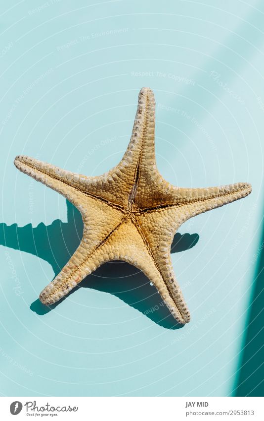 Seestern auf türkisfarbenem Hintergrund, Tavel und Sommerkonzept schön Leben Erholung Freizeit & Hobby Ferien & Urlaub & Reisen Sonne Natur Wasser Stern Strand