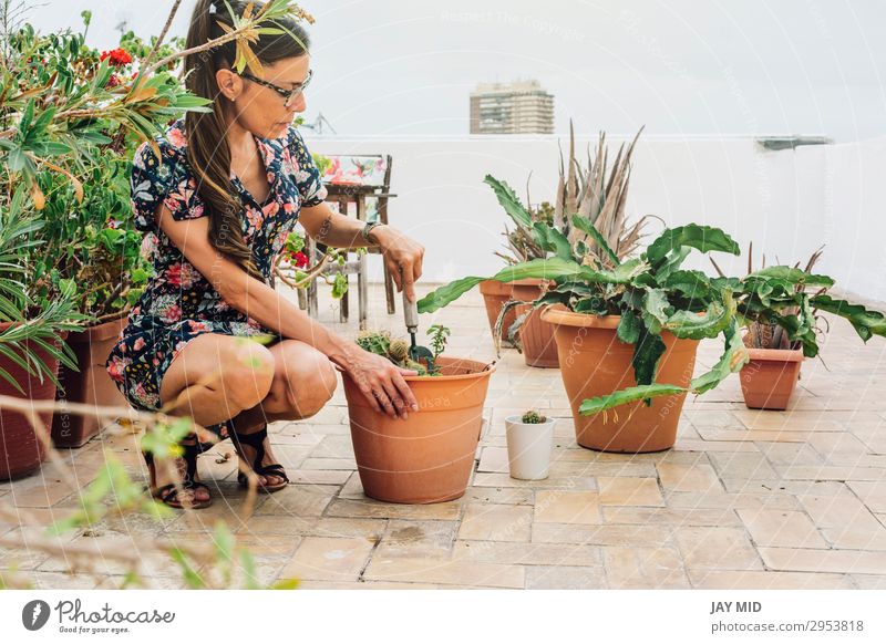 Gärtnerin, die Kaktuspflanzen in einen Topf pflanzt. Freizeit & Hobby Sommer Garten Arbeit & Erwerbstätigkeit Gartenarbeit Werkzeug Frau Erwachsene Hand Natur