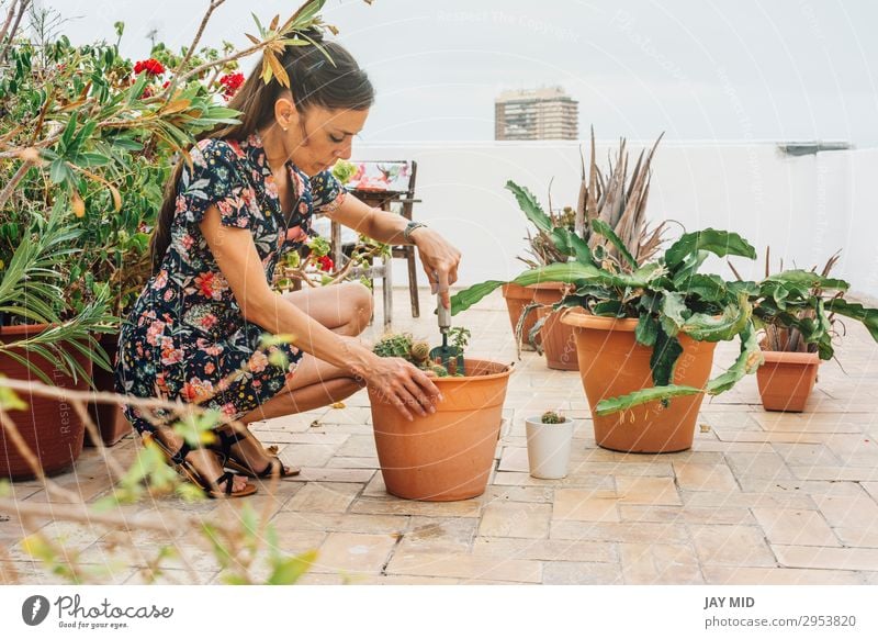 Gärtnerin, die Kaktuspflanzen in einen Topf pflanzt. Freizeit & Hobby Sommer Garten Arbeit & Erwerbstätigkeit Gartenarbeit Werkzeug Frau Erwachsene Hand Natur