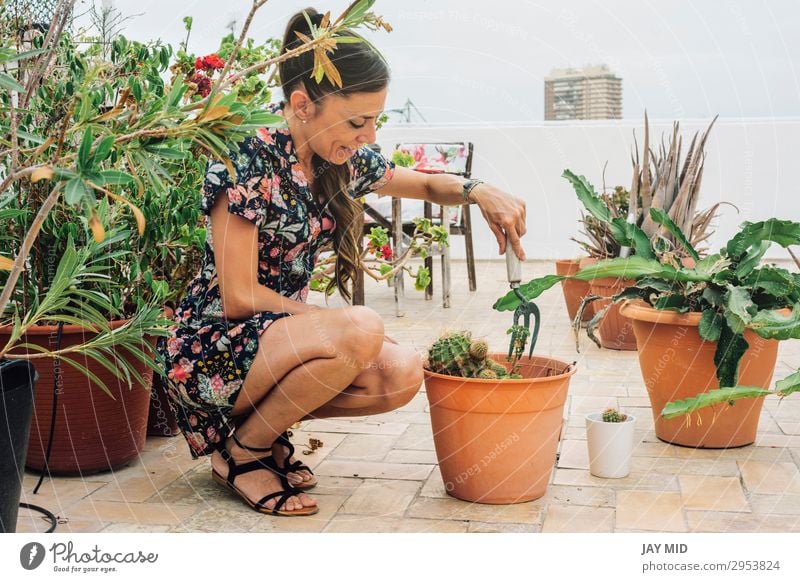 Gärtnerin, die Kaktuspflanzen in einen Topf pflanzt. Freizeit & Hobby Sommer Garten Arbeit & Erwerbstätigkeit Gartenarbeit Werkzeug Frau Erwachsene Hand Natur