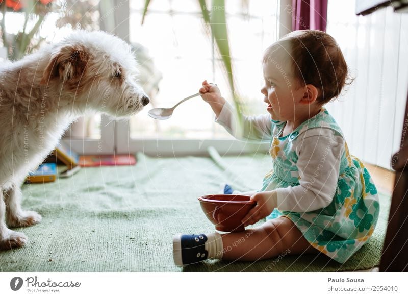 Kinderfütterungshund mit Löffel Lifestyle Mensch Baby Kleinkind Mädchen 1 1-3 Jahre Tier Haustier Hund Essen genießen Freundlichkeit Fröhlichkeit Zusammensein